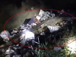 Buaya 3 Meter Masuk Selokan Penuh Sampah Resahkan Warga Polman