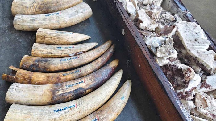 Thailand berhasil menggagalkan penyelundupan 3 ton gading gajah Afrika
