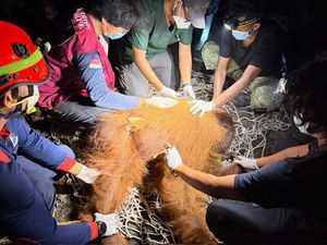 Orang Utan Ditemukan di Area Bekas Karhutla Kalteng, Alami Hernia di Perut