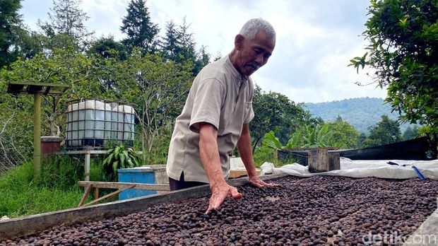 Aki Undang melakukan penjemuran kopi, karena jumlahnya sedikit proses penjemuran dilakukan secara konvensional.