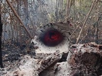 26 Hotspot Masih Mengancam di Kobar, Termasuk Area TN Tanjung Puting