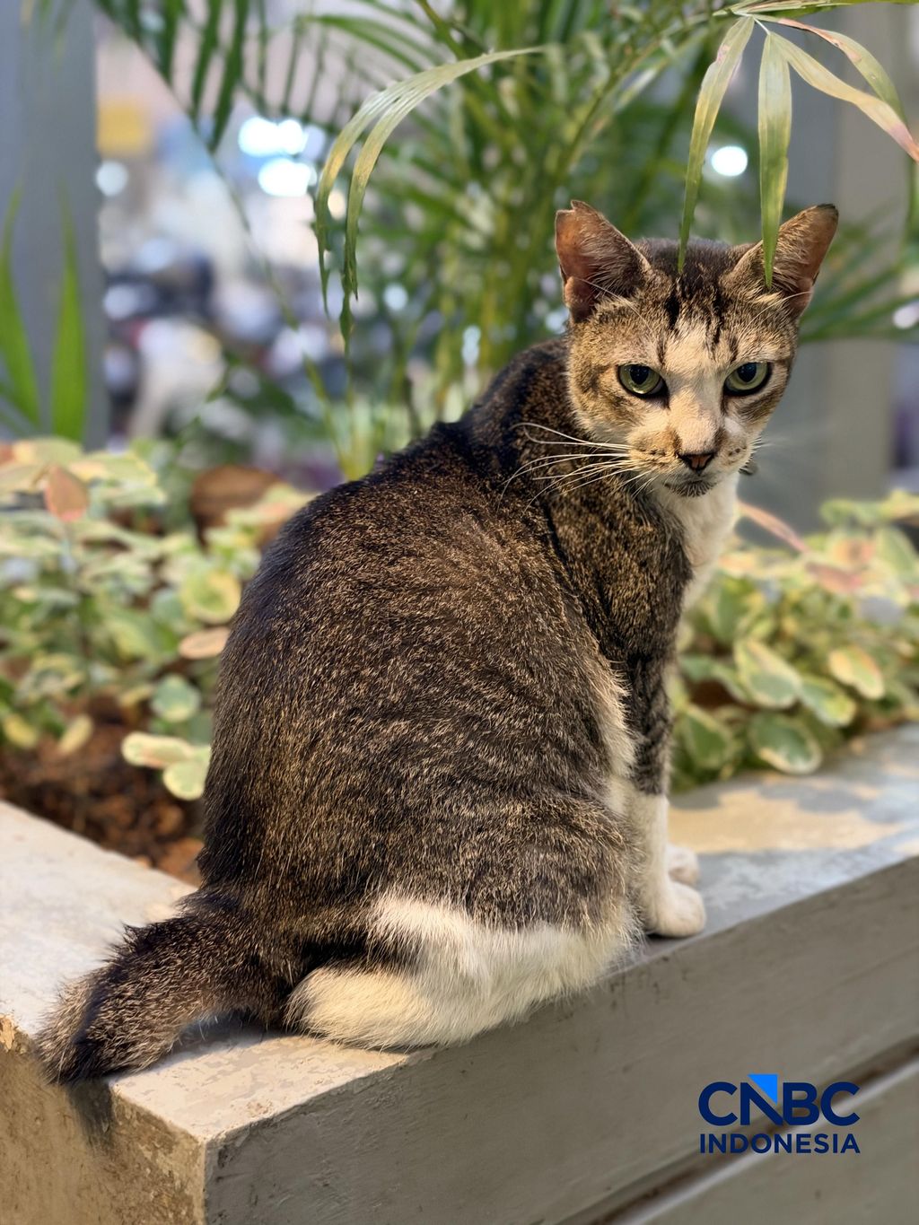 Contoh foto Iphone 18 Pro. Contoh foto Iphone 18 Pro. (CNBC Indonesia/Intan Rakhmayanti)