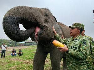 Danrem 044/Gapo Pastikan Pakan 29 Gajah di SM Padang Sugihan Aman