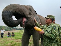 Danrem 044/Gapo Pastikan Pakan 29 Gajah di SM Padang Sugihan Aman