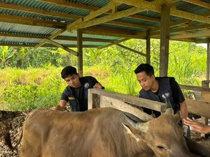 TEP UNAIR Periksa 1.000 Sapi di Manokwari Lewat Posyandu Ternak Keliling