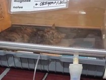 Dear Pet Owner, Ini Gejala Gangguan Pernapasan Hewan yang Perlu Diwaspadai