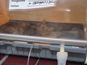 Dear Pet Owner, Ini Gejala Gangguan Pernapasan Hewan yang Perlu Diwaspadai
