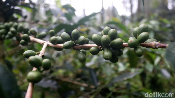 Lahan-lahan kosong yang berada di sekitar pipa panas bumi di kawasan Kamojang kini ditanami kopi. Space-space kosong hingga sela-sela pipa dipenuhi pohon kopi.