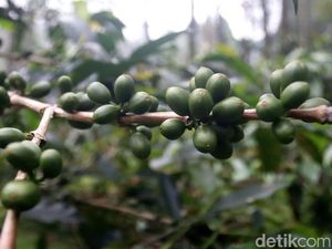 Menyulut Asa dari Perut Bumi Kamojang: Harmoni Geothermal untuk Kopi dan Konservasi