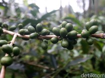 Menyulut Asa dari Perut Bumi Kamojang: Harmoni Geothermal untuk Kopi dan Konservasi