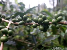 Menyulut Asa dari Perut Bumi Kamojang: Harmoni Geothermal untuk Kopi dan Konservasi