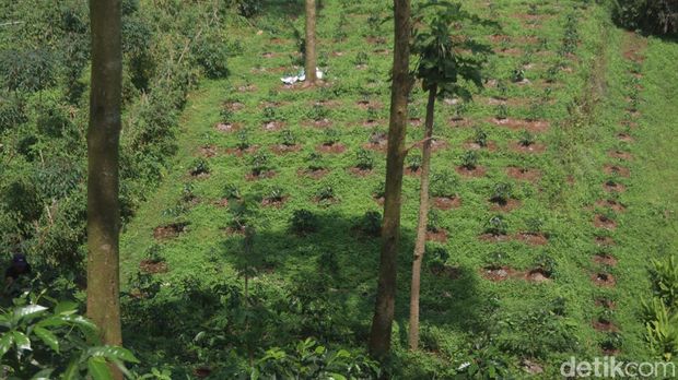 Lahan tidak produktif di kawasan Kamojang yang sebelumnya ditanami sayur kini dialihkan menjadi kopi