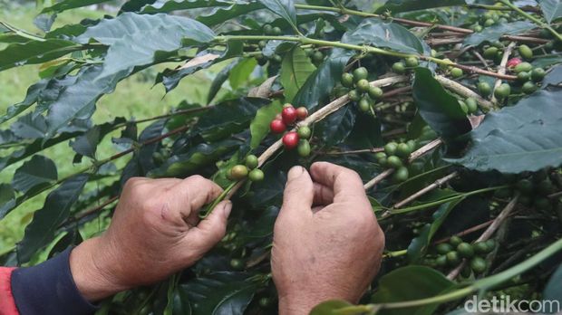 Lebatnya pohon kopi yang ditanam di kawasan Kamojang yang lokasinya tidak jauh dari kawasan panas bumi.