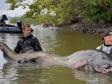 Pemancing Taklukkan Lele Raksasa, Tarung 30 Menit