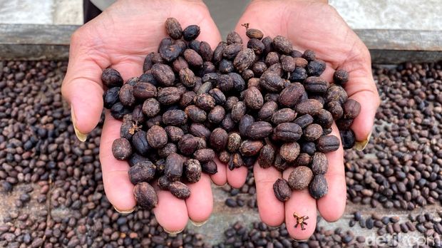 Melihat dari dekat proses penjemuran kopi.