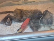 Asap Karhutla di Balikpapan Berdampak ke Hewan, Monyet-Kucing Pakai Oksigen
