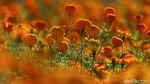 Panen Marigold di Meksiko, Bunga untuk Menyambut Arwah Leluhur