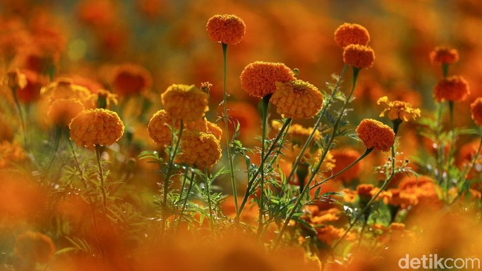 Panen Marigold di Meksiko, Bunga untuk Menyambut Arwah Leluhur Marigold flowers surrounding giant skeleton-themed sculptures (not pictured), inspired by pre-Hispanic deities ahead of the Day of the Dead celebrations in Atlixco, Mexico, October 27, 2026. REUTERS/Daniel Becerril