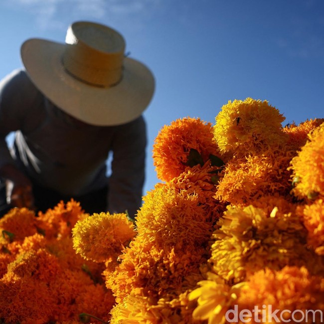 Panen Marigold di Meksiko, Bunga untuk Menyambut Arwah Leluhur