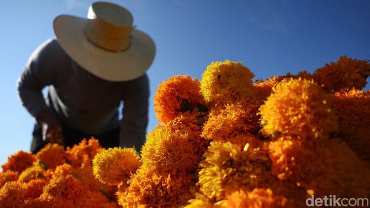 Panen Marigold di Meksiko, Bunga untuk Menyambut Arwah Leluhur