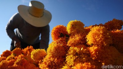 Panen Marigold di Meksiko, Bunga untuk Menyambut Arwah Leluhur