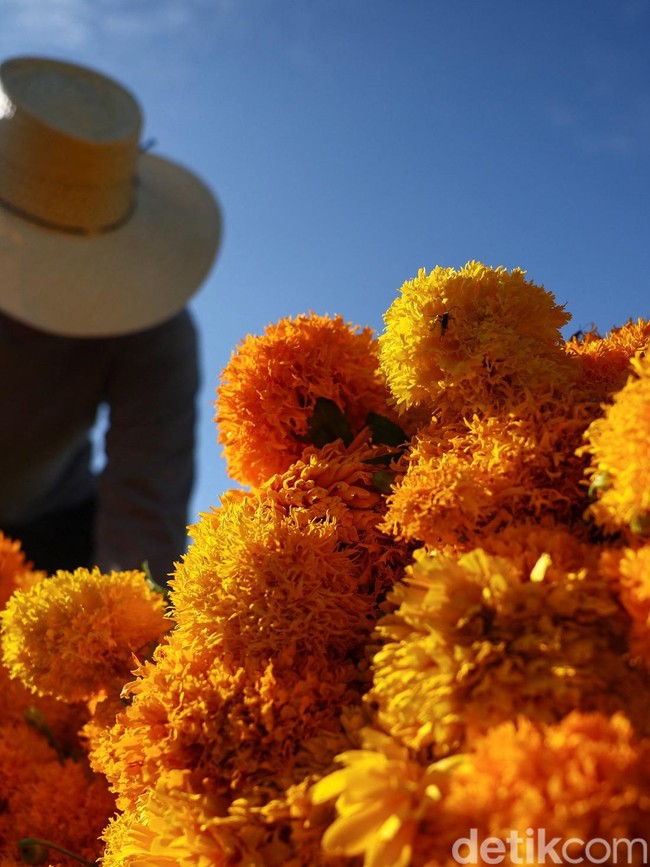 Panen Marigold di Meksiko, Bunga untuk Menyambut Arwah Leluhur