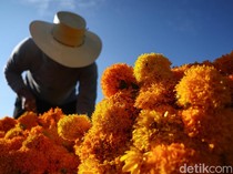 Panen Marigold di Meksiko, Bunga untuk Menyambut Arwah Leluhur