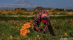 Panen Marigold di Meksiko, Bunga untuk Menyambut Arwah Leluhur