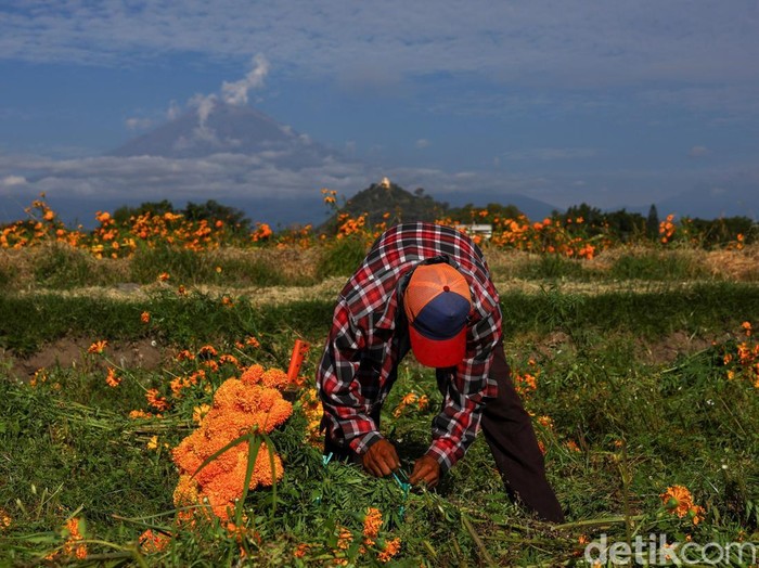 Panen Marigold di Meksiko, Bunga untuk Menyambut Arwah Leluhur Marigold flowers surrounding giant skeleton-themed sculptures (not pictured), inspired by pre-Hispanic deities ahead of the Day of the Dead celebrations in Atlixco, Mexico, October 27, 2026. REUTERS/Daniel Becerril