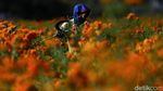 Panen Marigold di Meksiko, Bunga untuk Menyambut Arwah Leluhur