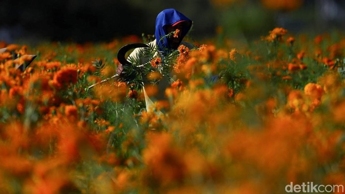 Marigold flowers surrounding giant skeleton-themed sculptures (not pictured), inspired by pre-Hispanic deities ahead of the Day of the Dead celebrations in Atlixco, Mexico, October 27, 2026. REUTERS/Daniel Becerril