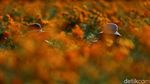 Panen Marigold di Meksiko, Bunga untuk Menyambut Arwah Leluhur