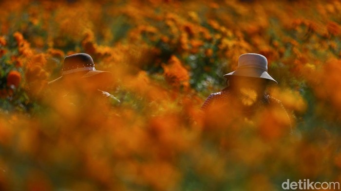 Panen Marigold di Meksiko, Bunga untuk Menyambut Arwah Leluhur Marigold flowers surrounding giant skeleton-themed sculptures (not pictured), inspired by pre-Hispanic deities ahead of the Day of the Dead celebrations in Atlixco, Mexico, October 27, 2026. REUTERS/Daniel Becerril