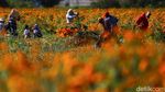 Panen Marigold di Meksiko, Bunga untuk Menyambut Arwah Leluhur