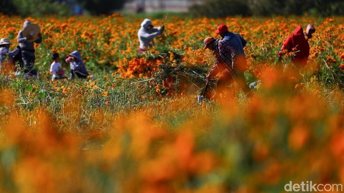Panen Marigold di Meksiko, Bunga untuk Menyambut Arwah Leluhur Marigold flowers surrounding giant skeleton-themed sculptures (not pictured), inspired by pre-Hispanic deities ahead of the Day of the Dead celebrations in Atlixco, Mexico, October 27, 2026. REUTERS/Daniel Becerril