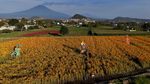 Patung Tengkorak Raksasa di Tengah Ladang Marigold, Sambut Hari Orang Mati