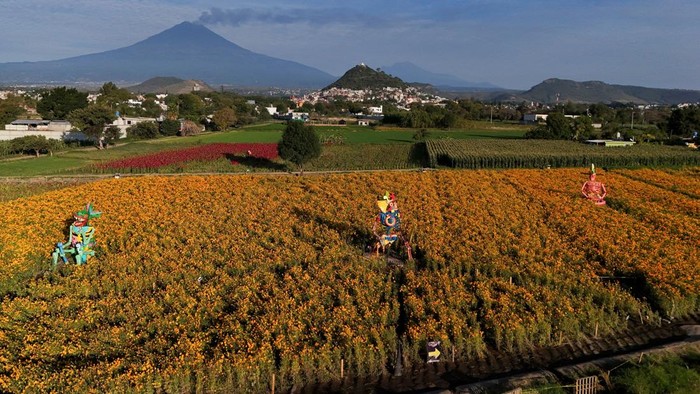 Patung Tengkorak Raksasa di Tengah Ladang Marigold, Sambut Hari Orang Mati A drone view shows giant skeleton-themed sculptures inspired by pre-Hispanic deities displayed in a marigold field, with the Popocatepetl volcano in the background, ahead of the Day of the Dead celebrations in Atlixco, Mexico, October 27, 2026. REUTERS/Daniel Becerril