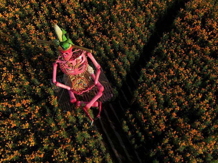 Patung Tengkorak Raksasa di Tengah Ladang Marigold, Sambut Hari Orang Mati A drone view shows giant skeleton-themed sculptures inspired by pre-Hispanic deities displayed in a marigold field, with the Popocatepetl volcano in the background, ahead of the Day of the Dead celebrations in Atlixco, Mexico, October 27, 2026. REUTERS/Daniel Becerril