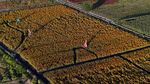 Patung Tengkorak Raksasa di Tengah Ladang Marigold, Sambut Hari Orang Mati