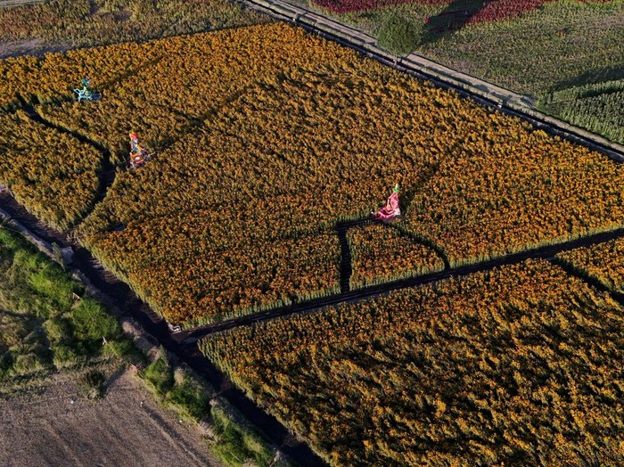 A drone view shows giant skeleton-themed sculptures inspired by pre-Hispanic deities displayed in a marigold field, with the Popocatepetl volcano in the background, ahead of the Day of the Dead celebrations in Atlixco, Mexico, October 27, 2026. REUTERS/Daniel Becerril