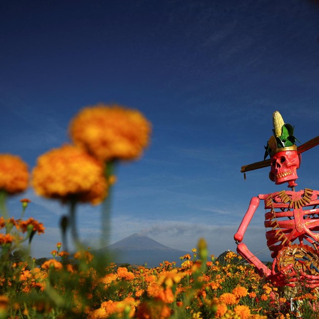 Patung Tengkorak Raksasa di Tengah Ladang Marigold, Sambut Hari Orang Mati