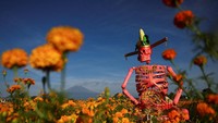 Patung Tengkorak Raksasa di Tengah Ladang Marigold, Sambut Hari Orang Mati