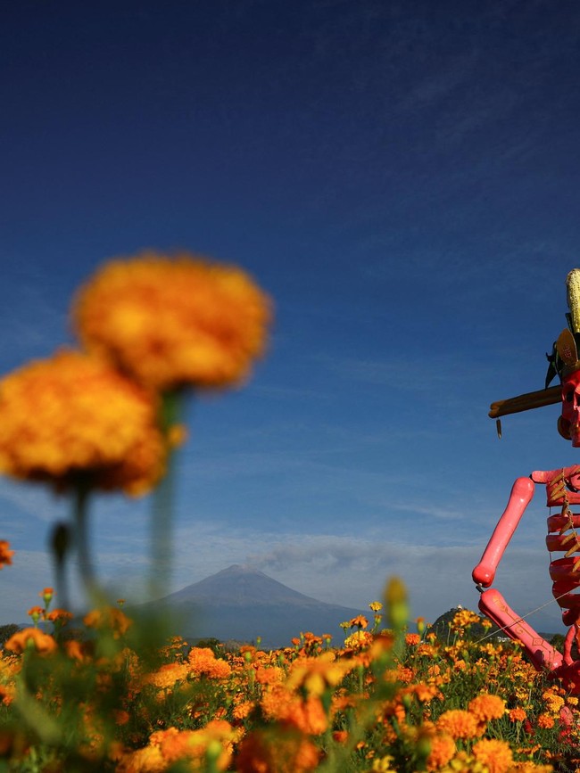 Patung Tengkorak Raksasa di Tengah Ladang Marigold, Sambut Hari Orang Mati
