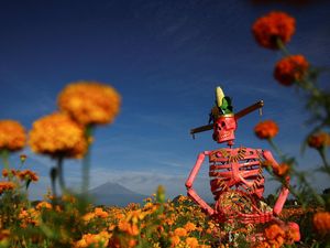 Patung Tengkorak Raksasa di Tengah Ladang Marigold, Sambut Hari Orang Mati