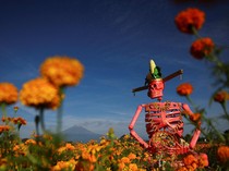 Patung Tengkorak Raksasa di Tengah Ladang Marigold, Sambut Hari Orang Mati