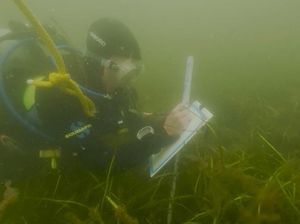 Peneliti Berpacu Pulihkan Padang Lamun demi Pertahankan Ekosistem Laut