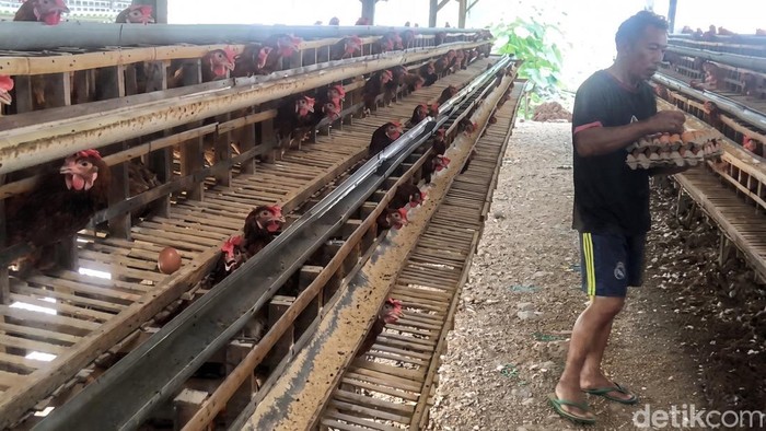 Peternakan ayam petelur di Kota Parepare, Sulawesi Selatan (Sulsel).