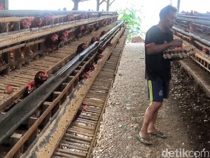 Peternak di Parepare Menjerit, Pakan Mahal-Harga Telur Anjlok