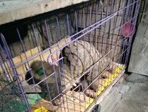 Warga Semarang Temukan Tenggiling Nyeberang Jalan