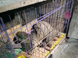 Warga Semarang Temukan Tenggiling Nyeberang Jalan